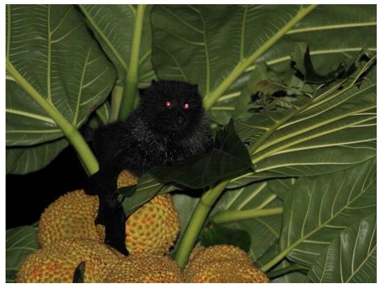 父島ナイトツアー　夜の森で貴重な小笠原固有の生き物探しと日本一の星空観賞＜夜／送迎付き／小笠原諸島・父島発＞by竹ネイチャーアカデミー