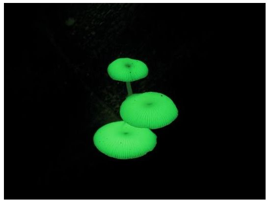 父島ナイトツアー　夜の森で貴重な小笠原固有の生き物探しと日本一の星空観賞＜夜／送迎付き／小笠原諸島・父島発＞by竹ネイチャーアカデミー