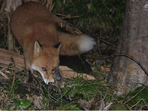 知床　夜の動物ウォッチング　エゾシカ・キタキツネなど野生動物を観察＜4～11月／送迎付／ウトロ発＞by 知床ネイチャーオフィス 