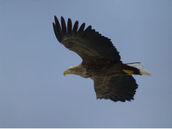 知床ガイド貸切ツアー 1日1組限定！世界自然遺産をオーダーメイドで観光＜半日or終日／斜里町発＞ by 知床のガイド屋 pikki