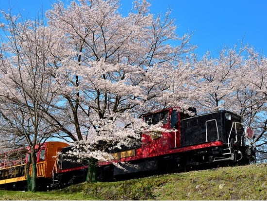 Cherry trees and retro trains in Kyoto