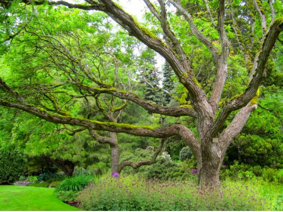 バンクーバー名園散策ツアー　バンデューセン植物園＆クイーンエリザベス公園 ＜4～10月／昼食付き／日本語ガイド＞