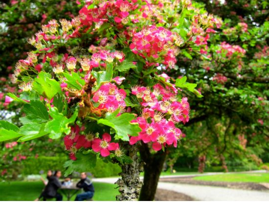 バンクーバー名園散策ツアー　バンデューセン植物園＆クイーンエリザベス公園 ＜4～10月／昼食付き／日本語ガイド＞