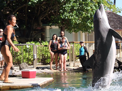dolphin_quest08