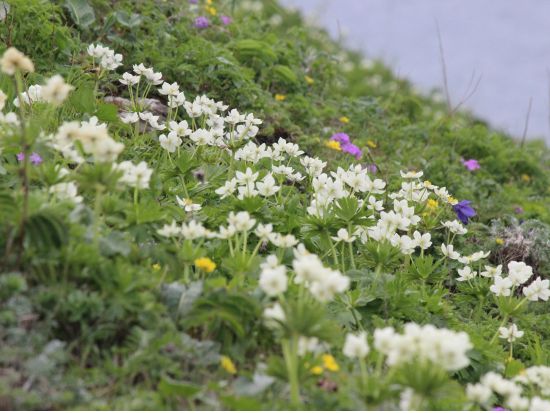 利尻島発トレッキングツアー　礼文島花＆景色を満喫できる桃岩･知床コースを楽しむ＜6～9月／利尻島発＞by利尻島・ガイドツアー