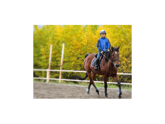 引き馬体験 森の中で乗馬気分を味わおう！15分のお試しコース＜7歳以上～／午前or午後／みなかみ＞by ブルームーンヒル牧場 