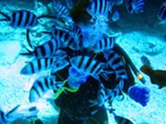 ボート体験ダイビング11