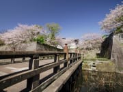 041鶴丸城跡の桜
