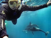 swimming with wild dolphins