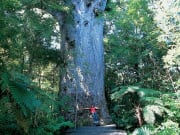 Waipoua-Forest-Northland-Destination-Northland