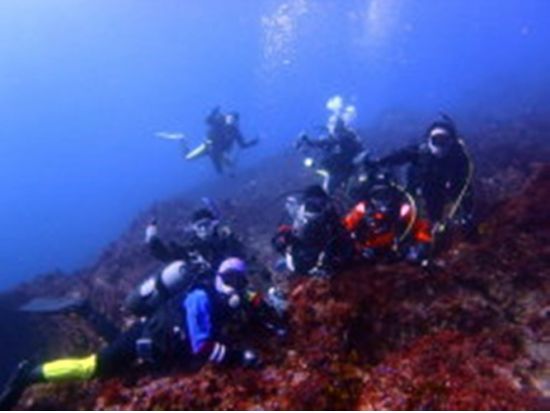 ファンダイビング・リフレッシュダイビング1日コース　真鶴の海で日帰りダイビング＜1日／送迎付／真鶴＞by だいびんぐしょっぷ海家　