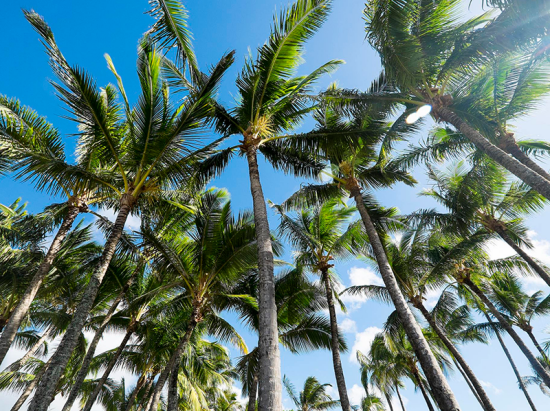  マウイ島観光ツアー 天国のハナ　リムジンバスでマウイの大自然と歴史を感じる＜1日／英語ガイド／朝・昼食付＞ 