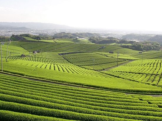 Yame Central Tea Garden