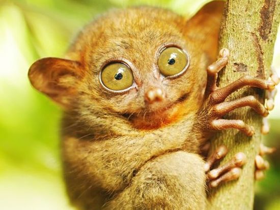 メガネザル_8621867_M