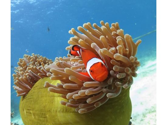 ジンベイザメ+スミロン島シュノーケリングツアー　ツマログの滝プラン選択可☆セブ市内の4時間貸切チャーターオプションあり！＜昼食／日本語ガイド／送迎＞