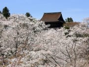 Kimpusen-ji Temple Main Hall and Cherry blossoms
