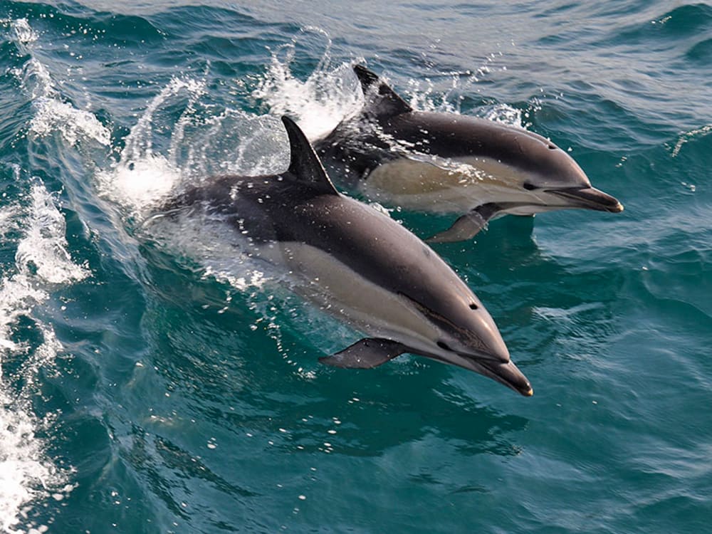 Private Dolphin Snorkeling Tour. Equipment available Free.