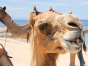 camel_safari_ritz-1033