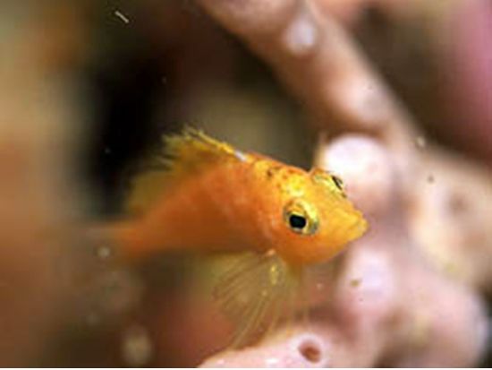 ファンダイビング 天然の漁礁と謳われる豊かな初島の海中世界へご案内！＜ビーチ／2ダイブ＞by シーフロント初島