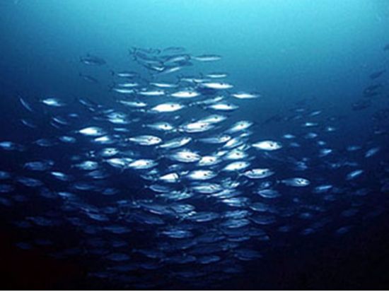 ファンダイビング 天然の漁礁と謳われる豊かな初島の海中世界へご案内！＜ビーチ／2ダイブ＞by シーフロント初島