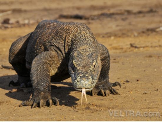 コモド島日帰り観光ツアー　巨大コモド・ドラゴン＆珍しいピンクビーチ シュノーケリング＜南部エリア送迎付／航空券込／日本語ガイド／インドネシアランチ付／バリ島発＞