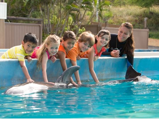 シーライフパーク・ハワイ　イルカと触れ合える人気プログラムは選べる3プラン　海の生き物への餌やり体験、イルカやアシカのショーなど充実の園内＜送迎付きプランあり＞