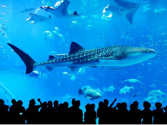 美ら海水族館観光バスツアー 人気のアメリカンビレッジコースとパイナップルパークコースから選べる！人気の観光地を巡る満喫ツアー＜那覇・北谷発／2歳以下無料＞