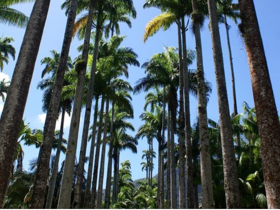 リオ・デ・ジャネイロ国立植物園観光半日ツアー☆ブラジル一番の植物園には動植物がたくさん！＜英語ガイド／リオ・デ・ジャネイロ発＞