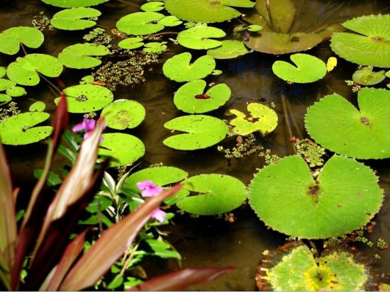 リオ・デ・ジャネイロ国立植物園観光半日ツアー☆ブラジル一番の植物園には動植物がたくさん！＜英語ガイド／リオ・デ・ジャネイロ発＞