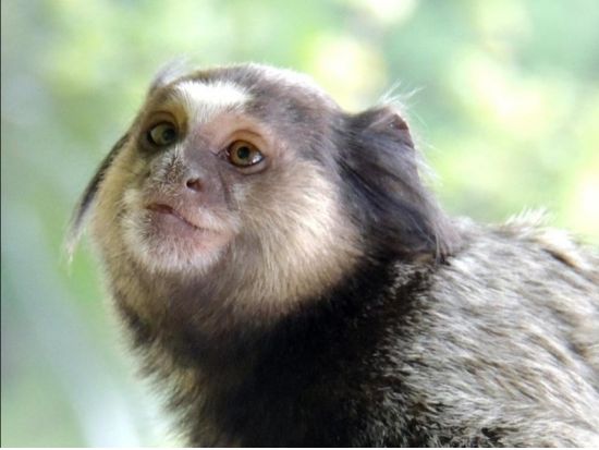 リオ・デ・ジャネイロ国立植物園観光半日ツアー☆ブラジル一番の植物園には動植物がたくさん！＜英語ガイド／リオ・デ・ジャネイロ発＞