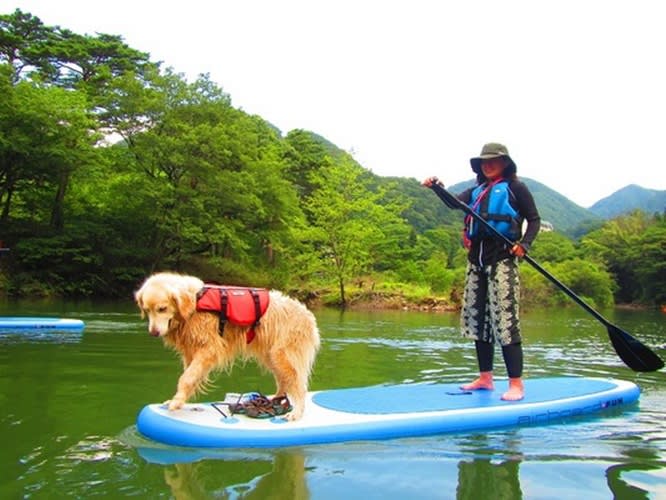 愛犬連れOK】SUP（スタンドアップパドル）体験ツアー ワンちゃんと一緒にボードに乗ってみよう！＜6～11月／日光市＞ |  日光・奥日光・中禅寺湖の観光&遊び・体験・レジャー専門予約サイト VELTRA(ベルトラ)