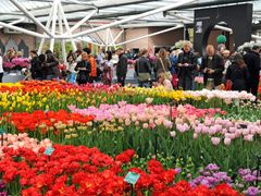 Amsterdam, Tulips