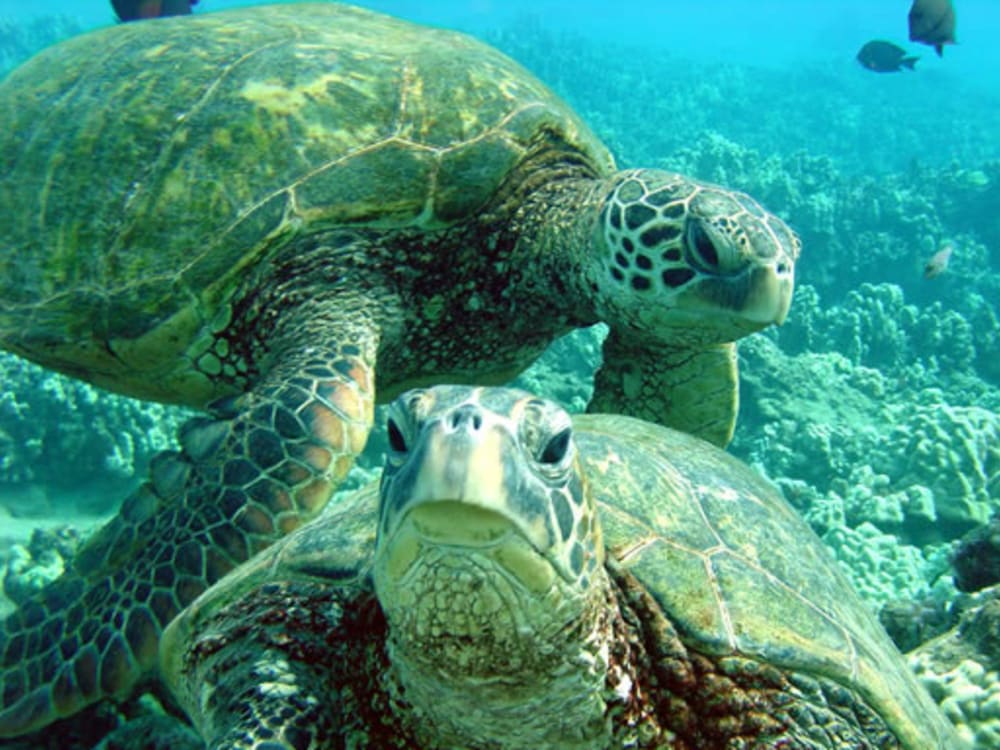 Maui Kayak Tour - Turtle Town Snorkel Eco Adventure from Makena tours ...