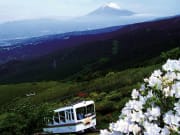 富士山とツツジ