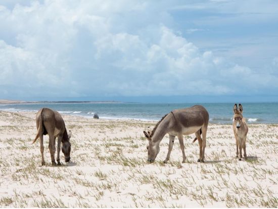 「セアラー州の真珠」 カノア・ケブラーダ1日観光ツアー＜英語ガイド／フォルタレザ発＞