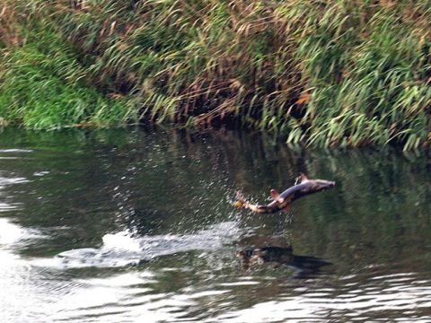 鮭の遡上ウォッチングツアー 水しぶきを上げながら、激しい川の流れに逆行する鮭たちの力強い姿に感動…！＜10月／登別市＞