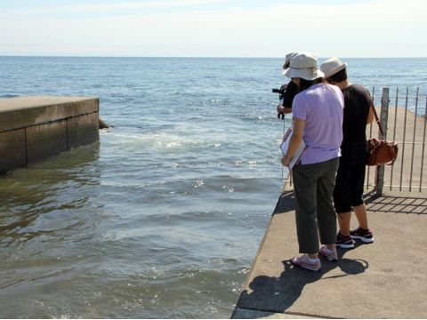 鮭の遡上ウォッチングツアー 水しぶきを上げながら、激しい川の流れに逆行する鮭たちの力強い姿に感動…！＜10月／登別市＞