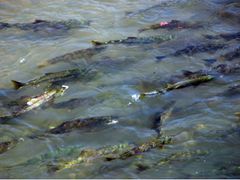 鮭の遡上ウォッチングツアー 水しぶきを上げながら、激しい川の流れに逆行する鮭たちの力強い姿に感動…！＜10月／登別市＞