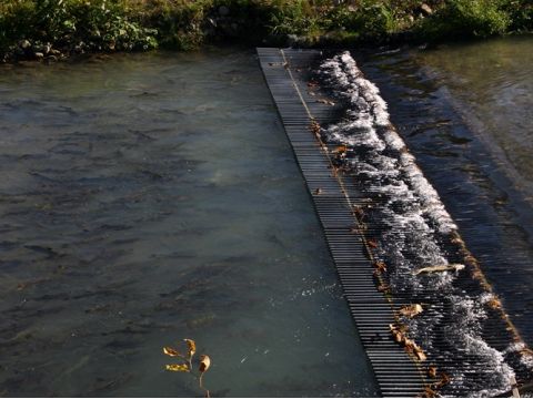 鮭の遡上ウォッチングツアー 水しぶきを上げながら、激しい川の流れに逆行する鮭たちの力強い姿に感動…！＜10月／登別市＞