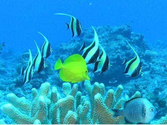 体験ダイビング＜ビーチ／1～2ダイブ＞by MSC