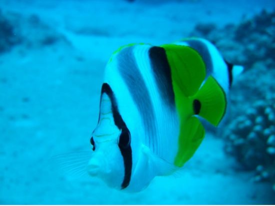 体験ダイビング＜ビーチ／1～2ダイブ＞by MSC