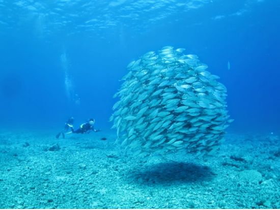 ファンダイビング　送迎付きツアー ＜2ダイブ＞  by MSC