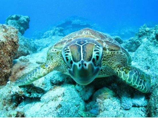 ファンダイビング　送迎付きツアー ＜2ダイブ＞  by MSC