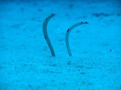 20150511004527_373299_gardeneel_(1)