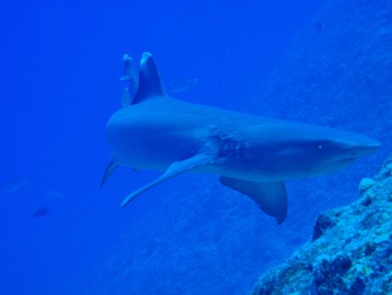 20150511004527_373299_shark