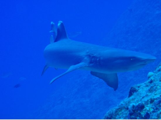 ファンダイビング　送迎付きツアー ＜2ダイブ＞  by MSC