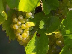 Fresh grapes in Reims