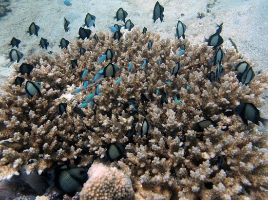 ニャチャン　体験ダイビング　自然保護区ムン島＋モッ島見学　＜2ダイブ／現地ガイド 日本語可／ビュッフェランチ＞