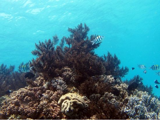 ニャチャン　体験ダイビング　自然保護区ムン島＋モッ島見学　＜2ダイブ／現地ガイド 日本語可／ビュッフェランチ＞