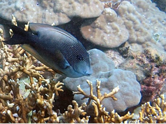 ニャチャン　体験ダイビング　自然保護区ムン島＋モッ島見学　＜2ダイブ／現地ガイド 日本語可／ビュッフェランチ＞